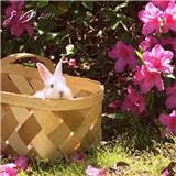 Peek A Boo - Lucky the Bunny Portrait by Sara Vogt