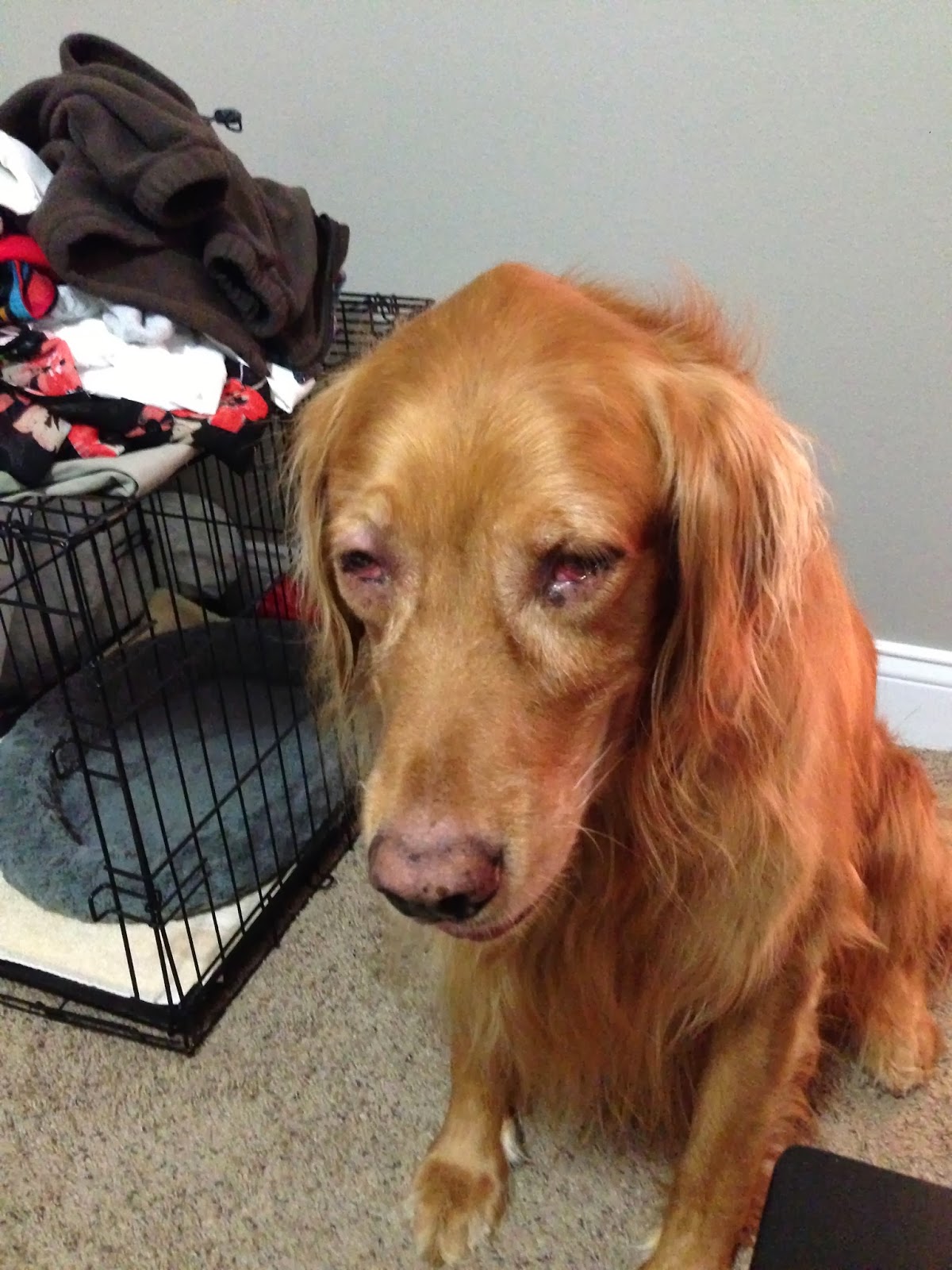 horner s in dogs horner in dogs driverlayer search engine horner s in dogs horner in dogs driverlayer search engine