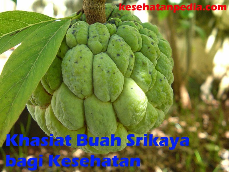 Khasiat Buah Srikaya bagi Kesehatan - kesehatanpedia