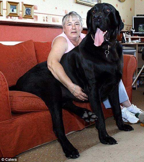 PICTURE PORTER The world biggest dog, guinness book records, guiness