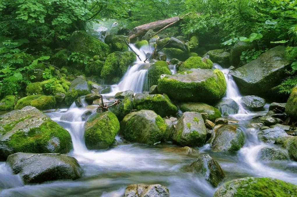 MEDIA PEMBELAJARAN IPA SMP/MTs: Biotik dan Abiotik