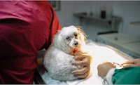 Infecção de cães e gatos pelo coronavírus é mais frequente do que se imaginava, revela estudo brasi