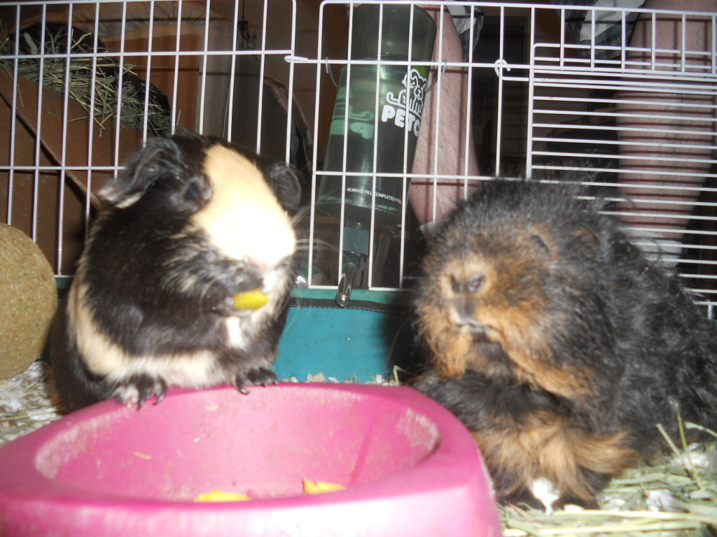 Cavy Savvy A Guinea Pig Blog Can Guinea Pigs Eat Mango Nectarines?