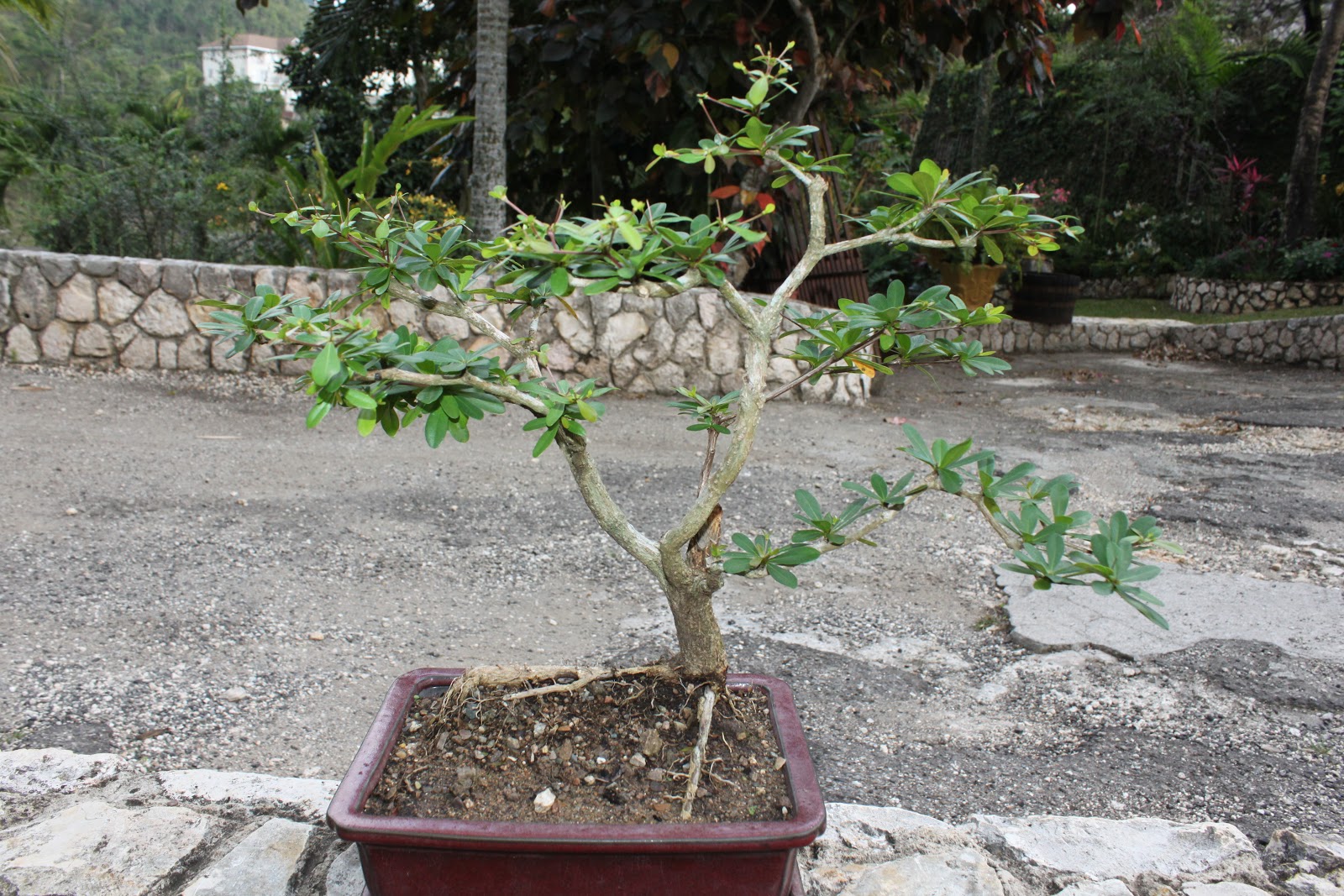 Bonsai Tree: 28+ Amazing Mr Miyagi Bonsai Ideas