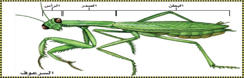 تتميز مجموعة المفصليات العنكبيات والقشريات والحشرات وعديدة الأرجل بما يلي على التوالي