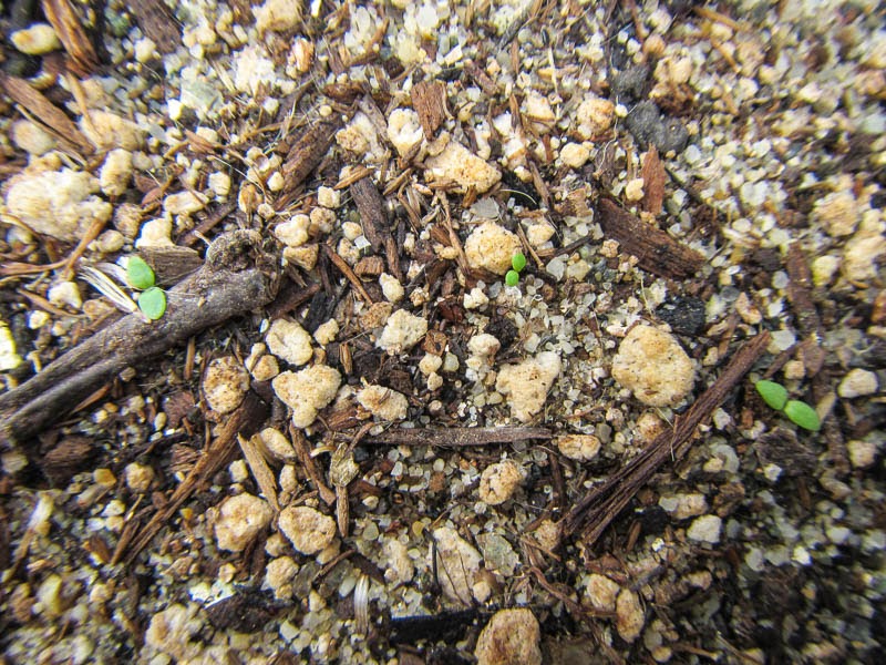 Sowing Native California Plant Seeds in Early Springtime
