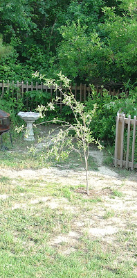 apple tree in Vicky's backyard