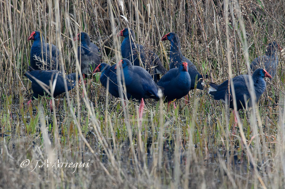 Calamon, Porphyrio porphyrio, Purple Swamphen Calamon, Porphyrio porphyrio, Purple Swamphen