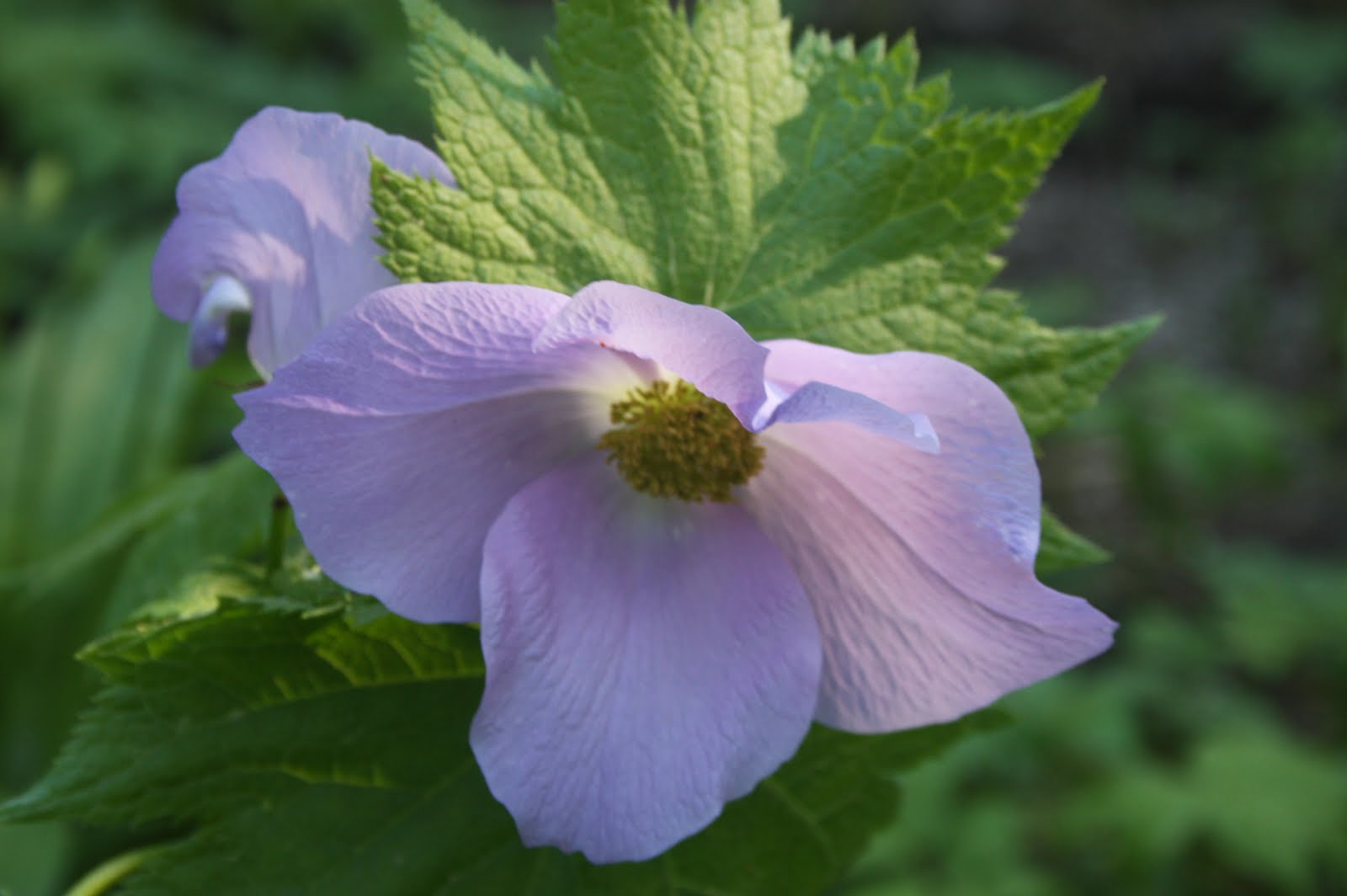 Glaucidium palmatum