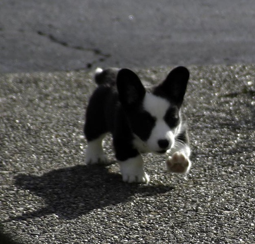 cardigan corgi puppies cardigan corgi puppies 2017 2018 best cars reviews cardigan corgi puppies cardigan corgi puppies 2017 2018 best cars reviews