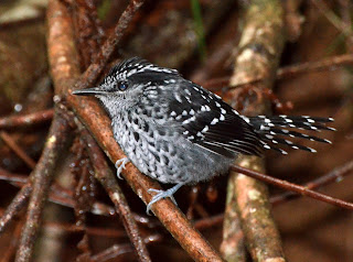 Scaled Antbird, Drymophila squamata