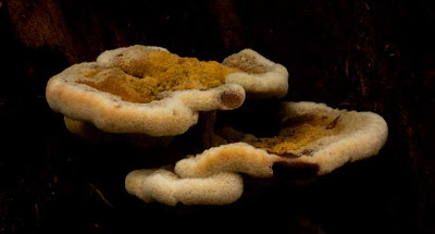 A brilliant golden Dyer's Polypore Phaeolus-schweinitzii on a stump in a dark forest.