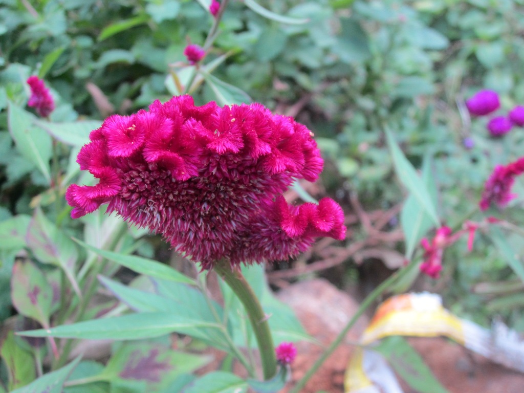 NATURE'S BEAUTY Velvet Flower