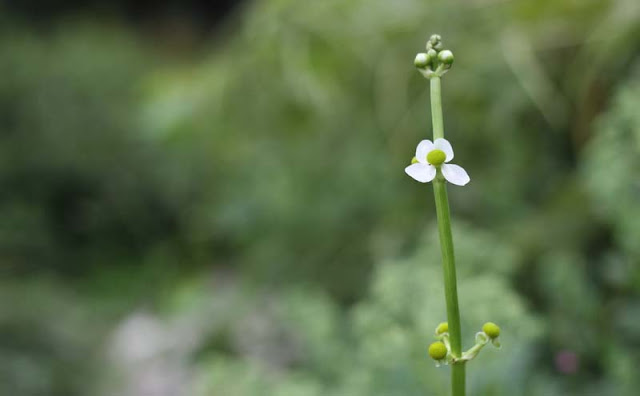 Broadleaf Arrowhead Flowers Pictures