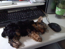 My office companion
