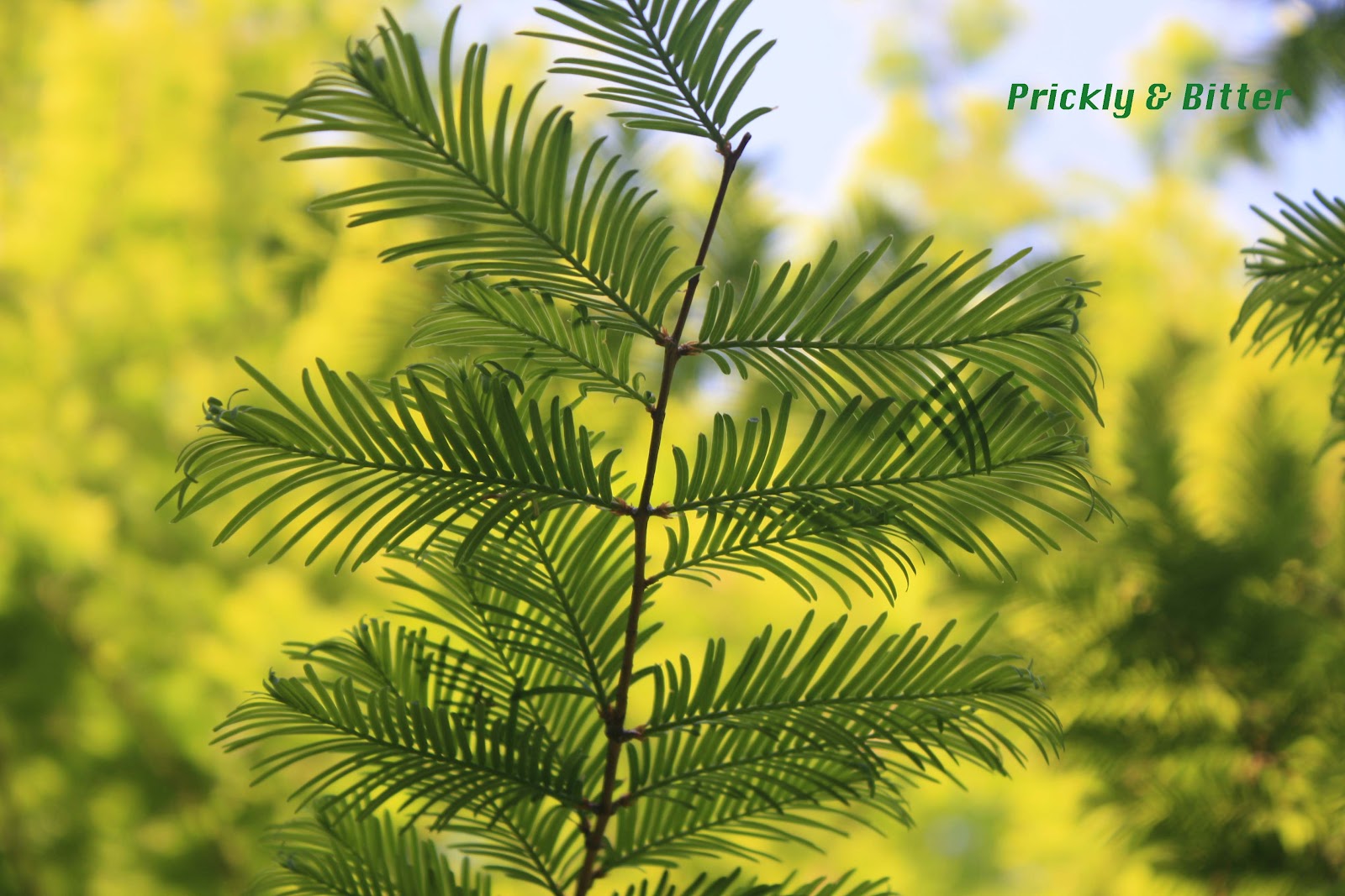 Prickly and Bitter Dawn Redwood Critically Endangered?