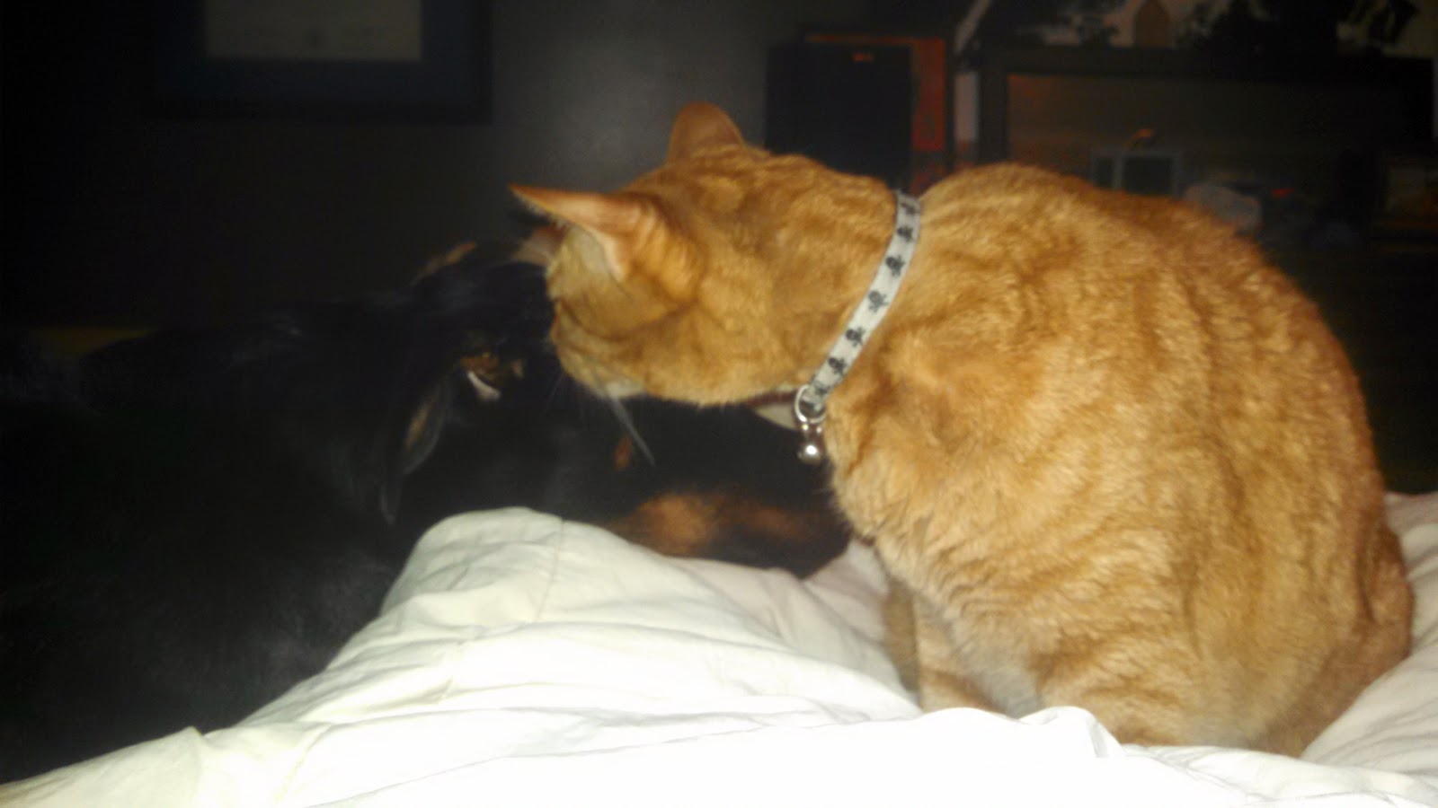 Xena Princess Warrior Blastomycosis in Dogs Xena s xenas diagnosis days 1 11 of treatment