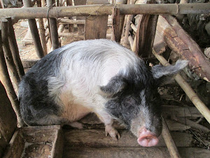 A 85/90 Kg boar in a Pig pen.