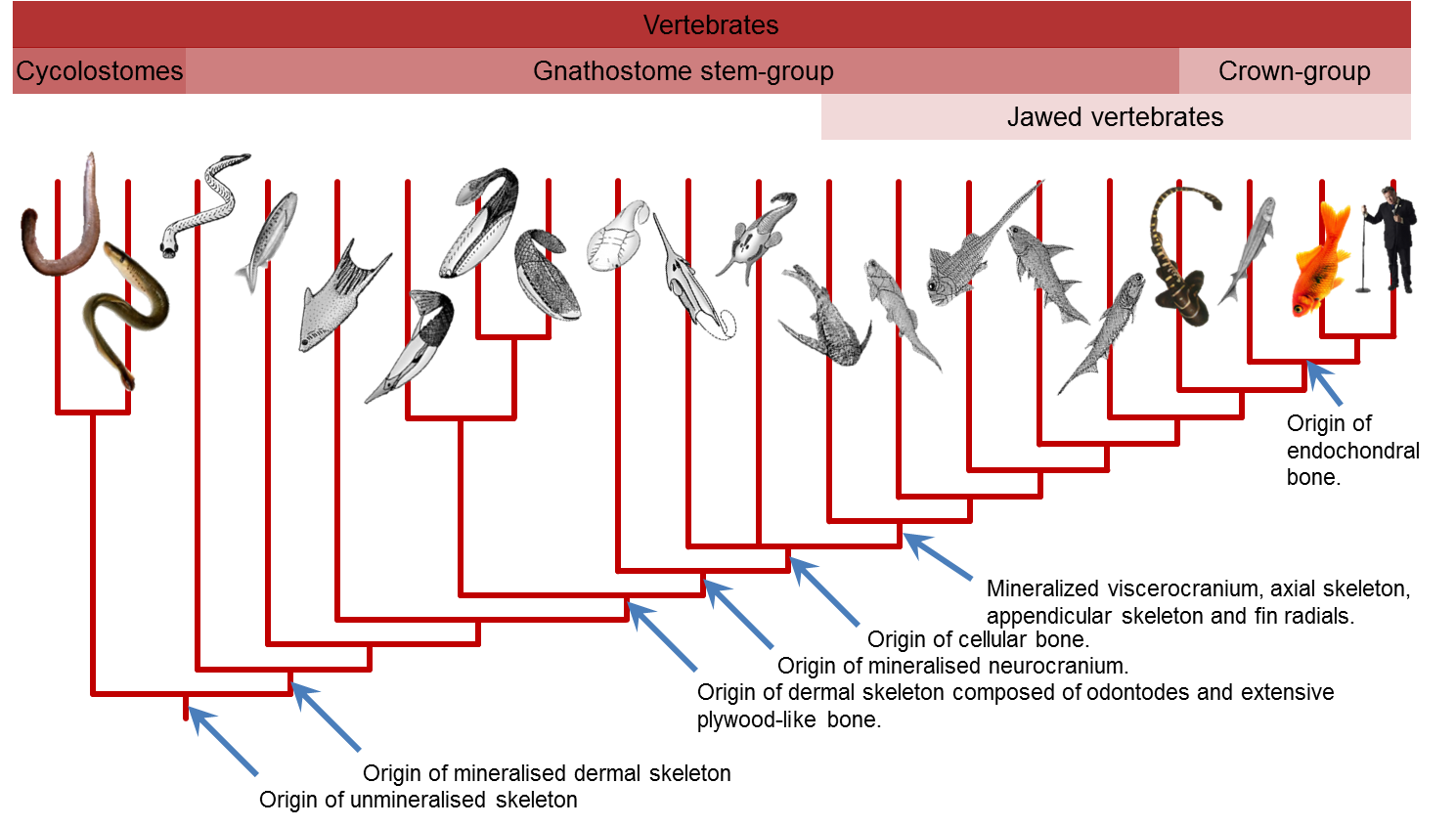 Vertebrate evolutionary tree based on the published phylogenies of Donoghue et al. (2000, 2006), Sansom et al. (2010) & Davis et al. (2012).
