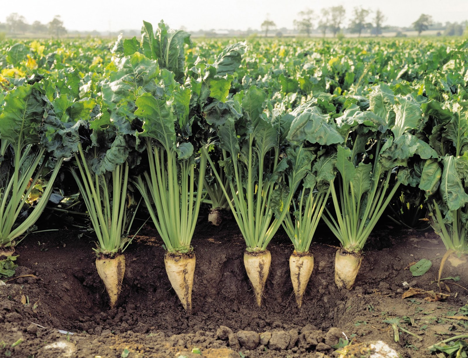 Effect of sowing dates on growth and yield of tropical sugar beet