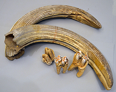 eScienceCommons: Can you identify these animal teeth and tusks?
