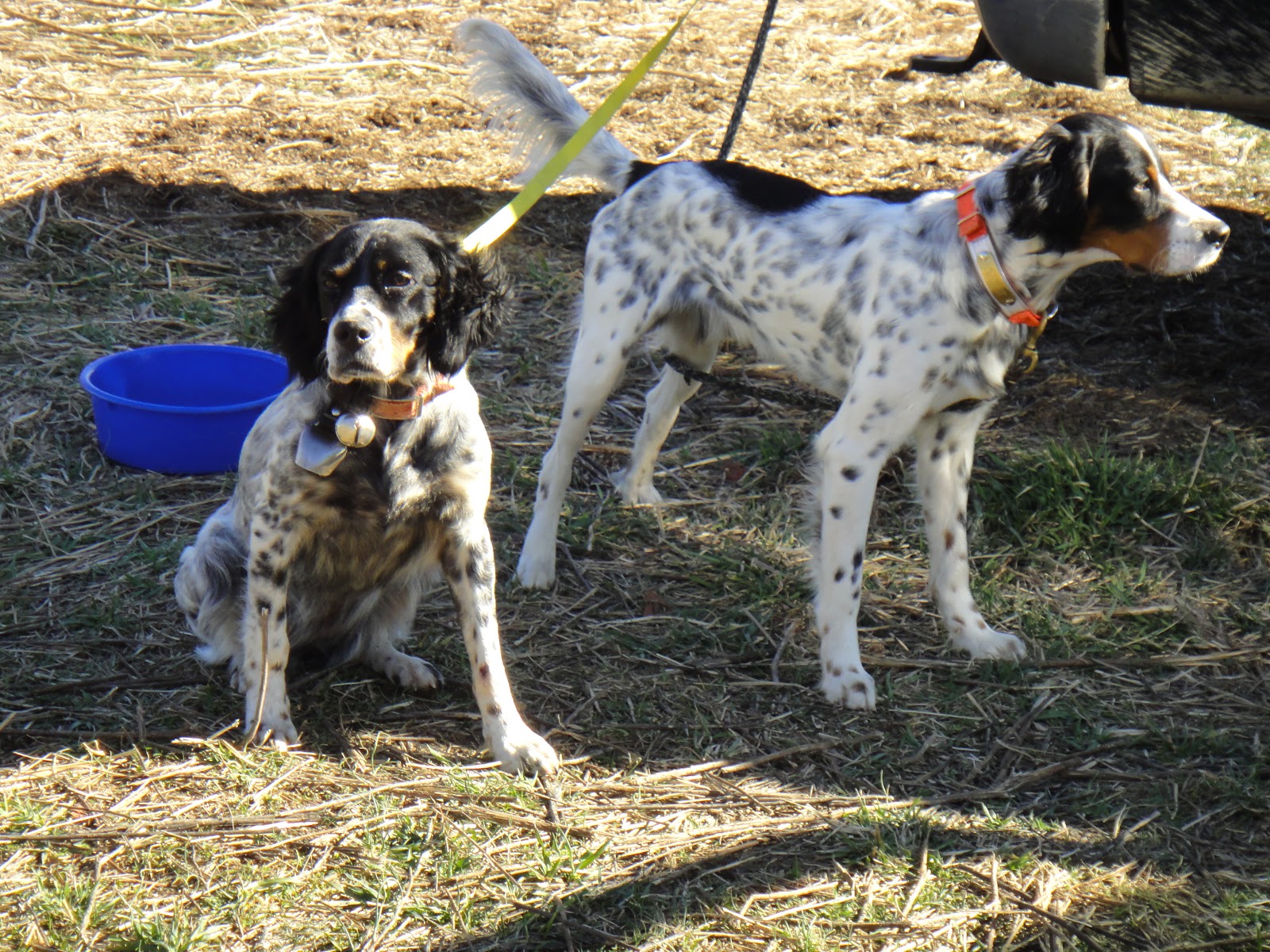 KY quail hunting Delamere & Hopkins