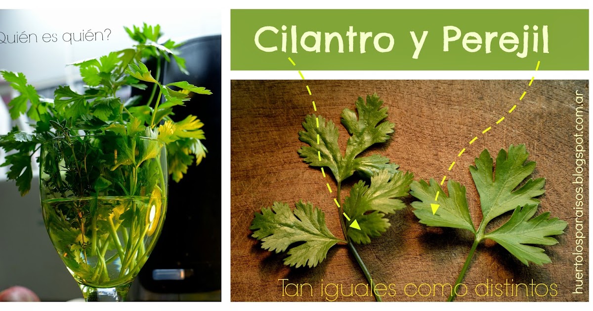 Los Paraísos: Permacultura en Casa: Cilantro y Perejil en Los Paraísos: Permacultura en Casa: Cilantro y Perejil en