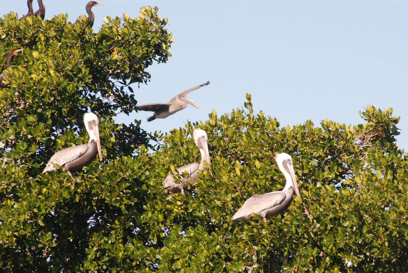S/V Barefoot Pelican Bay Lives Up to It's Name!
