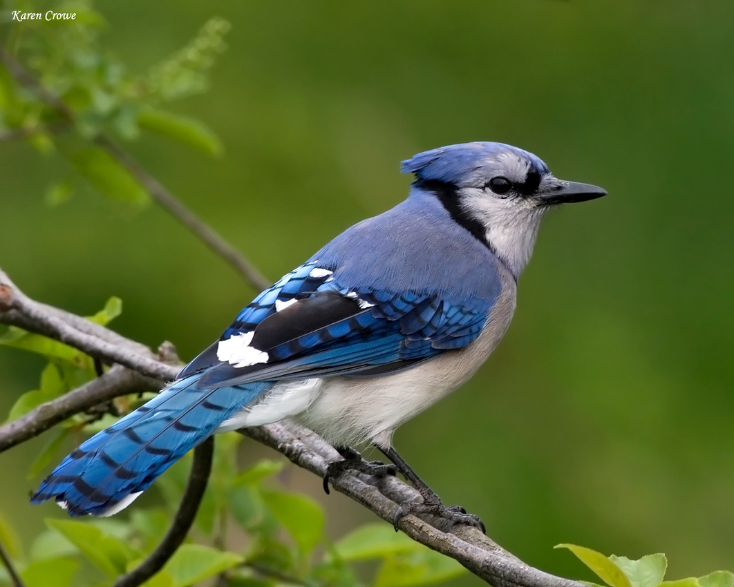 Living in Alabama BLUE JAY