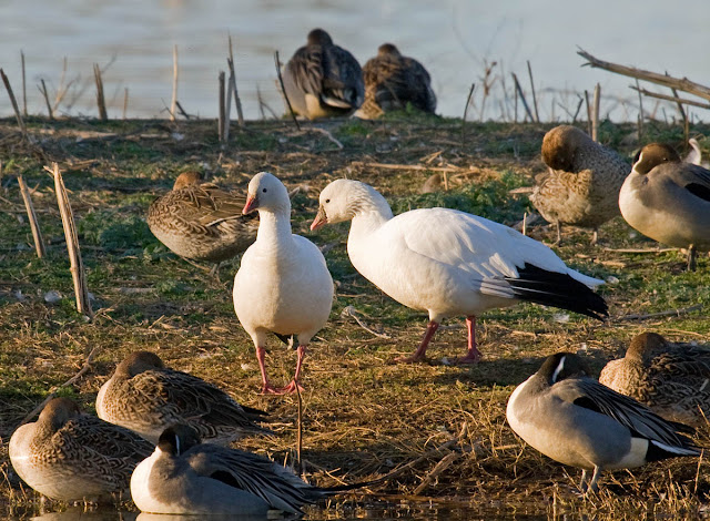 Ross's Goose Ross's Goose
