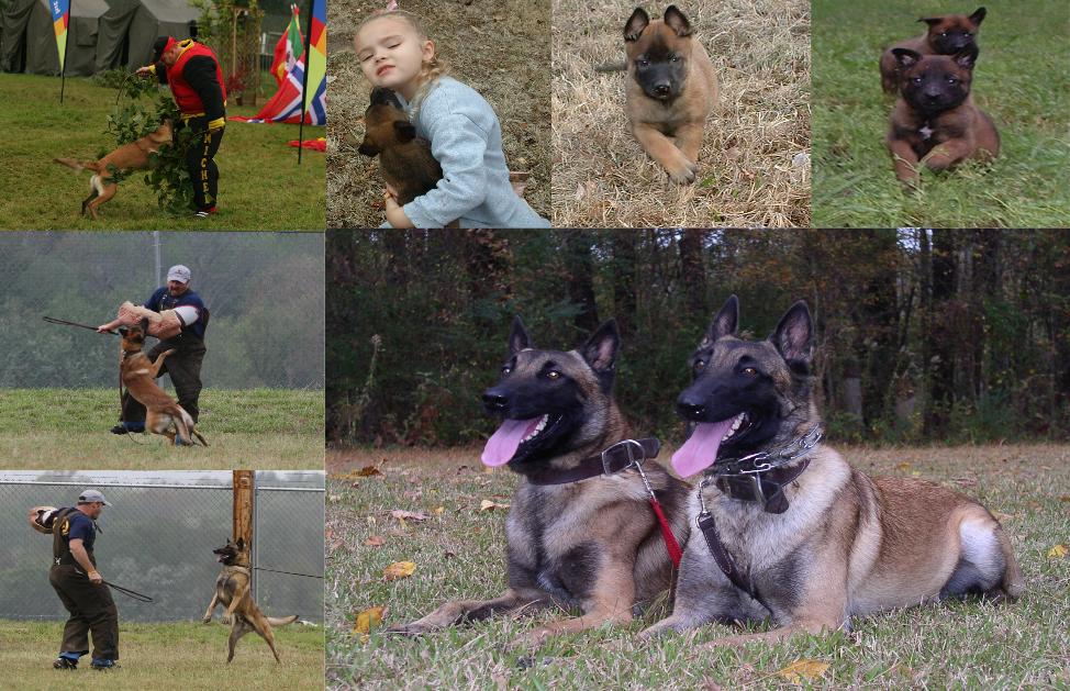 The dog in world The dog in world