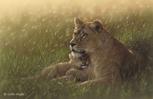 04-Lioness-&-Lion-Cub-Collin-Bogle-Animal-Wildlife-in-Art-www-designstack-co