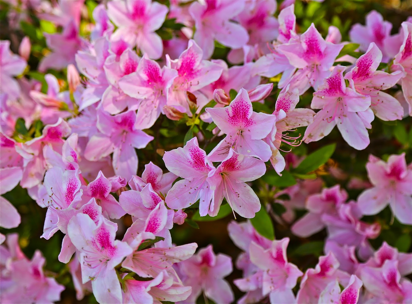 Sweet Southern Days The Azaleas Are Blooming