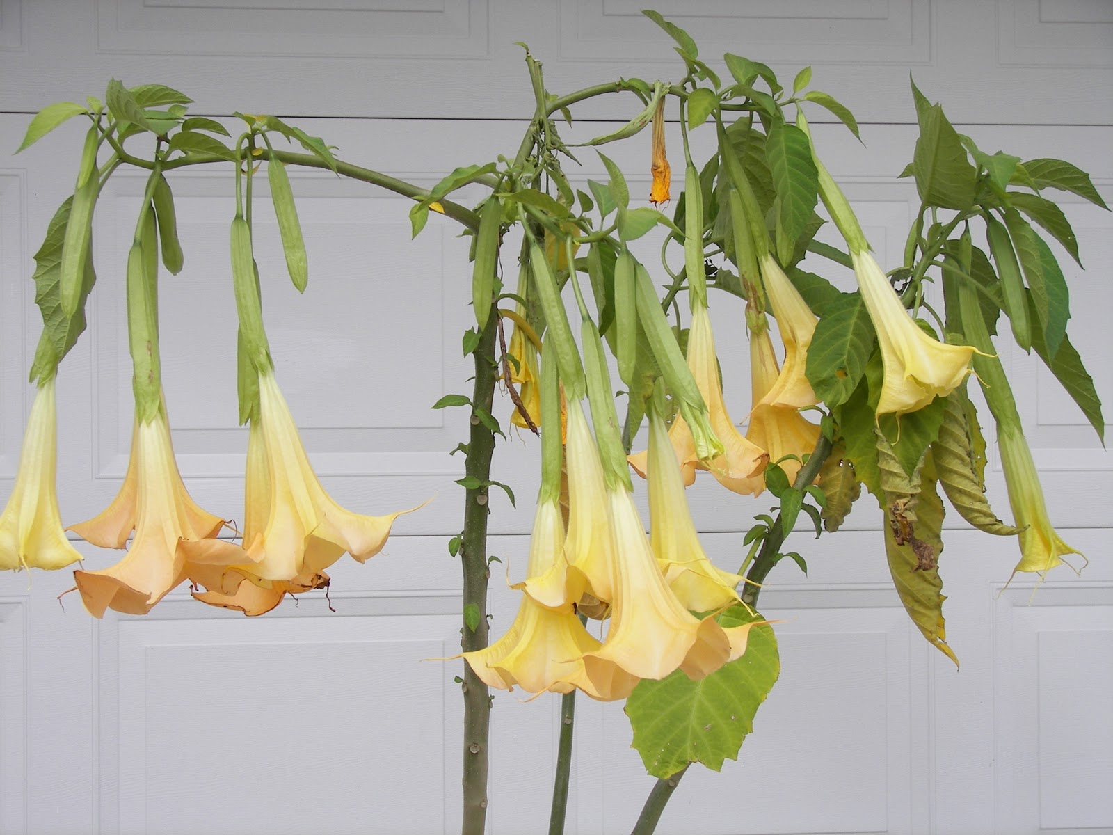 For the Love of Gardening Brugmansia