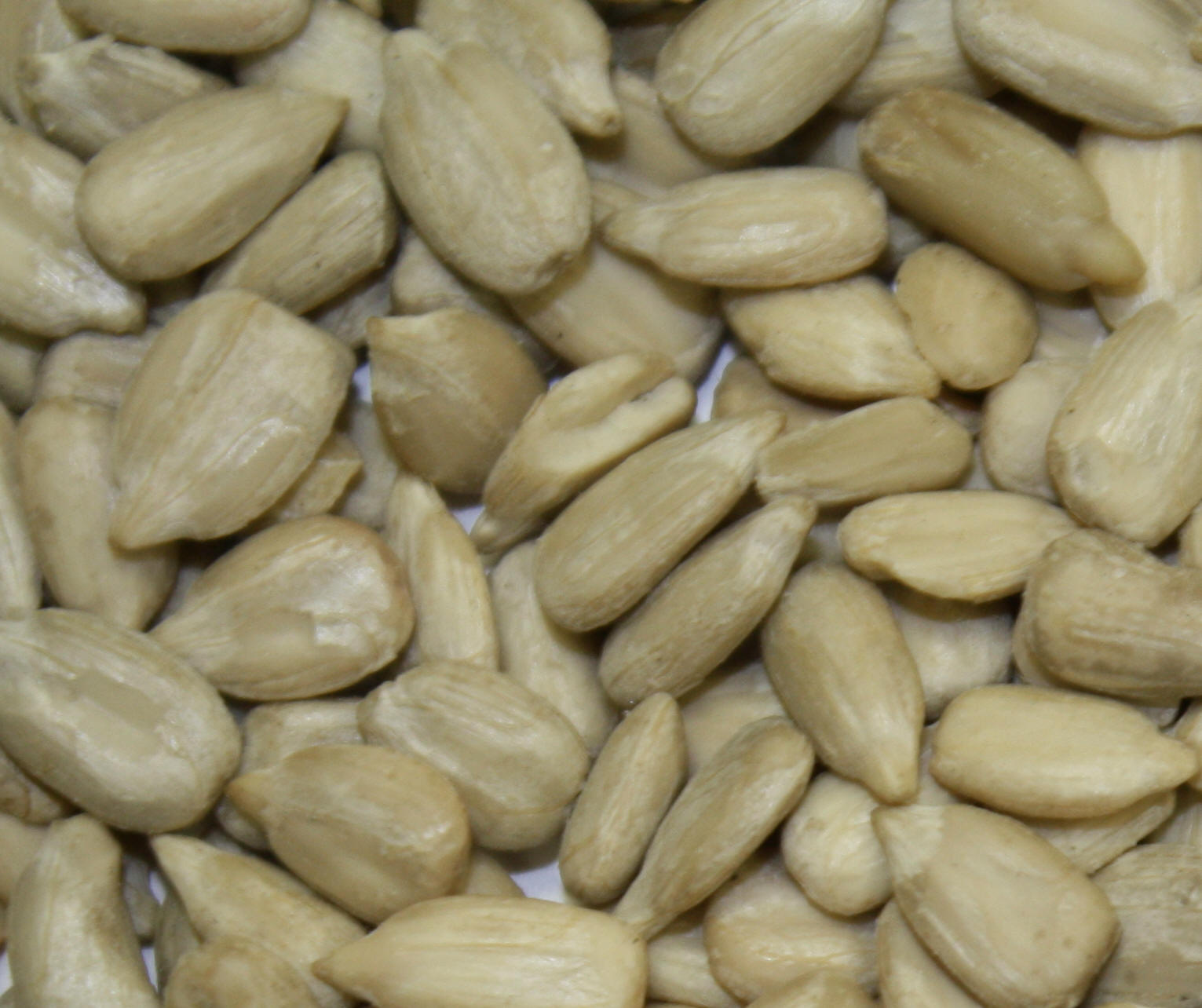 Urban Prepper Chicks Herb of the Week Uses for Sunflowers