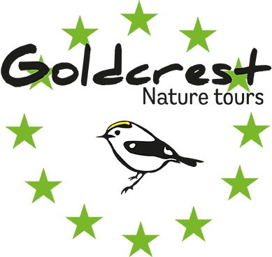 Goldcrest Nature Tours