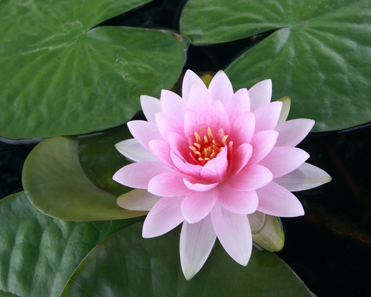 santa rosa buddhist personals Sonoma county singles op-ed | more santa rosa meditation group of for more information and registration please go to buddhismmeetupcom/1928/ santa rosa. santa rosa buddhist personals Sonoma county singles op-ed | more santa rosa meditation group of for more information and registration please go to buddhismmeetupcom/1928/ santa rosa.