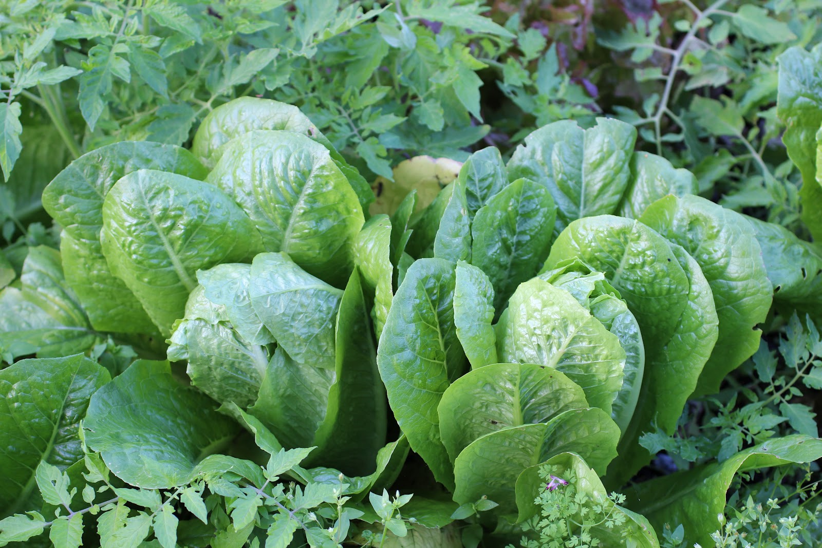 Florez Nursery Cos lettuce