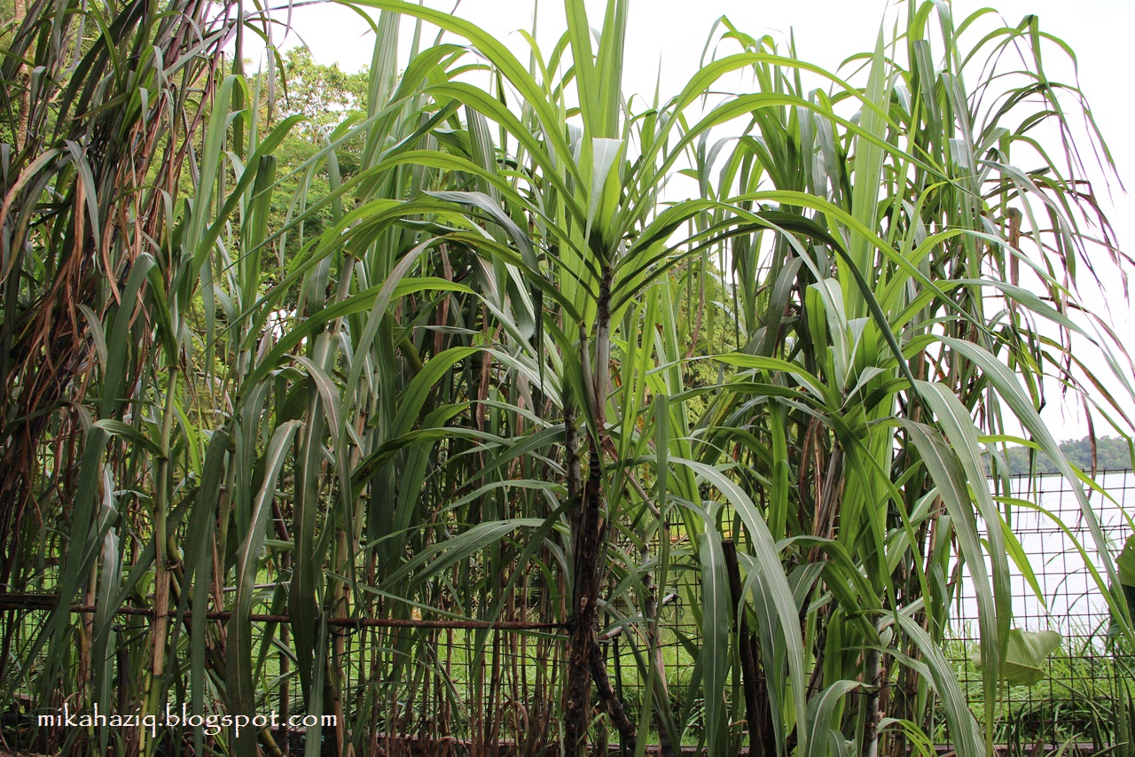 Pohon Tebu