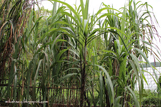 singapore farm at the zoo