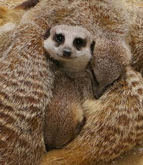Animal pictures