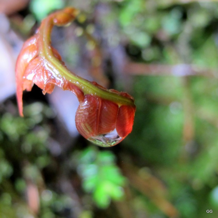 Nature Wonders Gershonized: Papua New Guinea Plants and Insects 9_2011