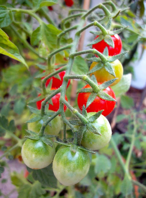 Tomatitos