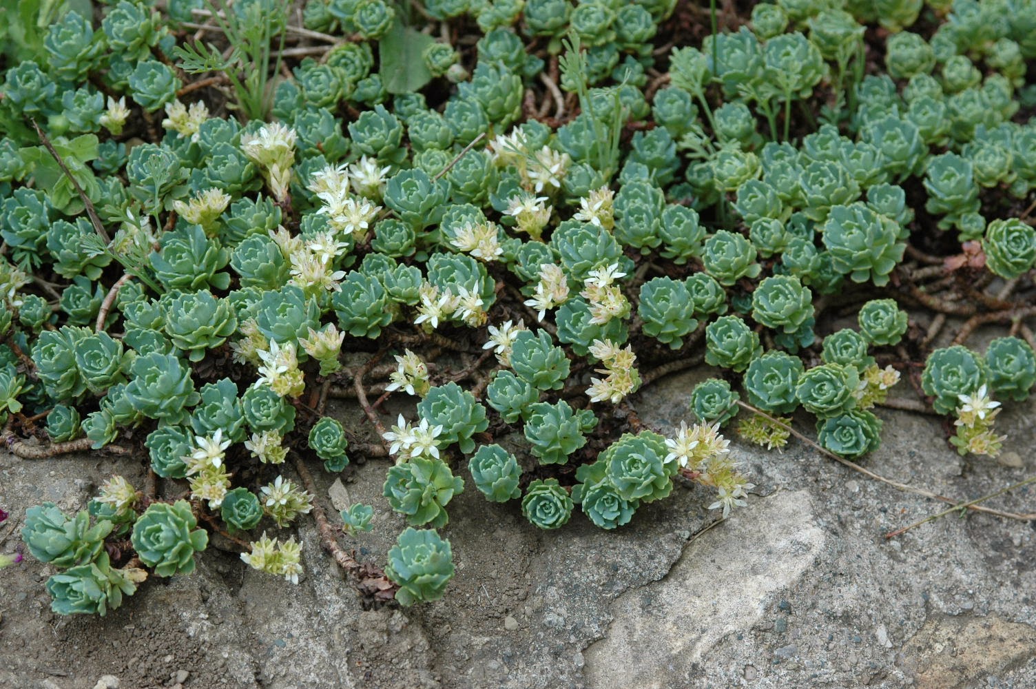 Rhodiola pachyclados