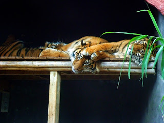 Tigers at Taronga Zoo