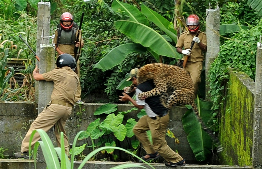 Celebrity Online Today: Leopard Attacks Man in Siliguri, India