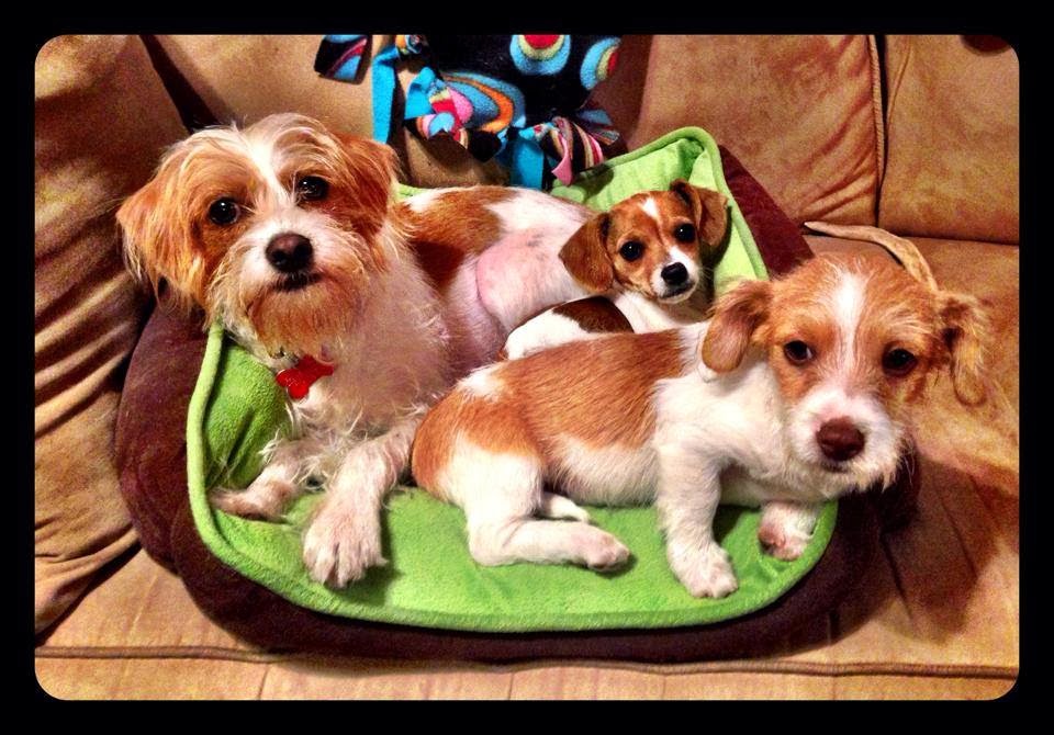 Adoptions Dogs Small Adoptions Dogs Small