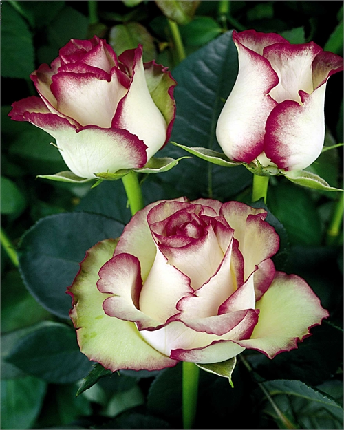 roses for pictures photography nature 11 most beautiful roses photography roses for pictures photography nature 11 most beautiful roses photography