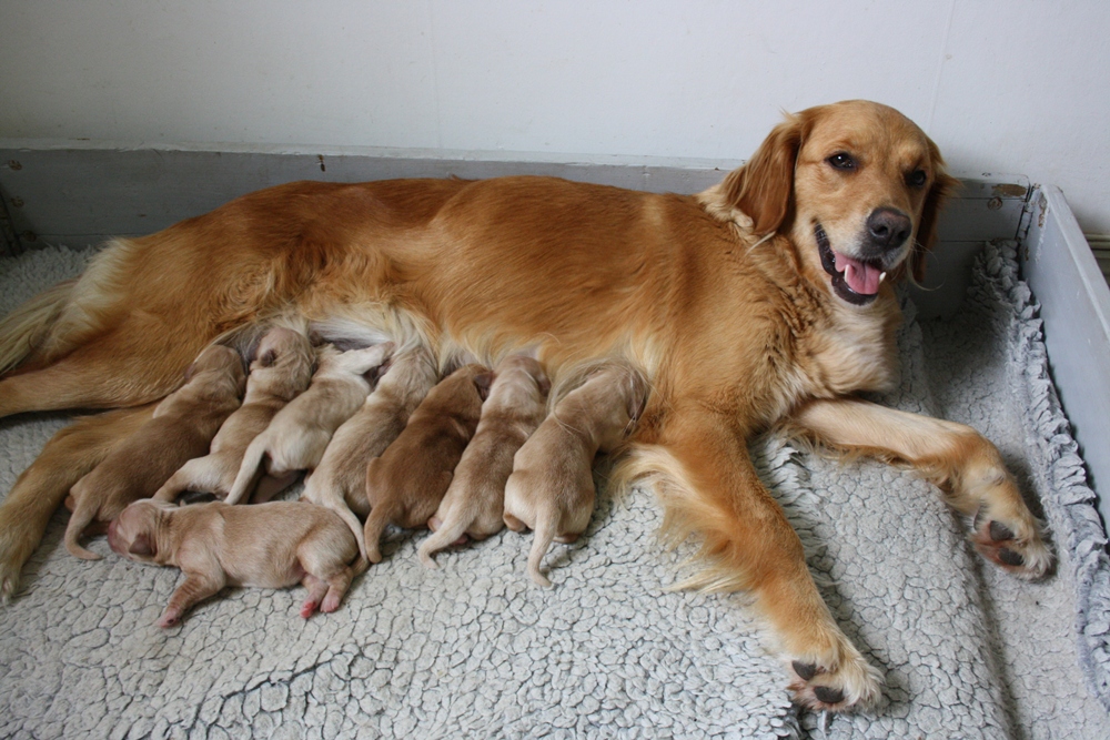 Lintorpets Golden Retriever Valpar!