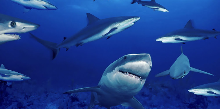 Group of dangerous sharks All Best Desktop Wallpapers Group of dangerous sharks All Best Desktop Wallpapers